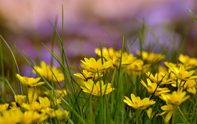 Yellow flowers in a grass