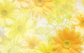 Желтые герберы