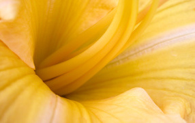 Yellow petals, Flowers