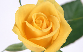 Желтые лепестки розы, Цветы