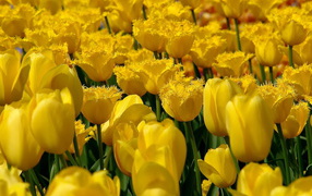 Желтые тюльпаны