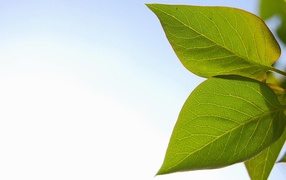 Весенние листья