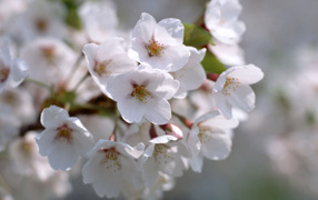 Белые цветы жизни