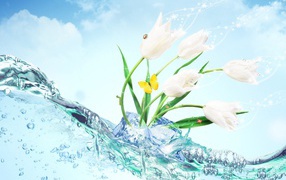 Водные тюльпаны