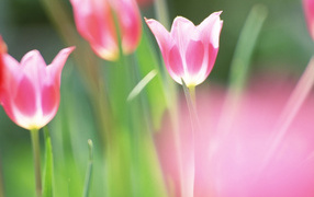 красивые тюльпаны