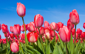 Розовые Тюльпаны