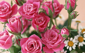 красные розы, Цветы