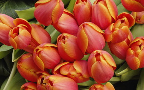 Красные тюльпаны