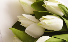 Белые тюльпаны
