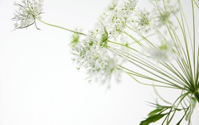 белые цветы, Цветы