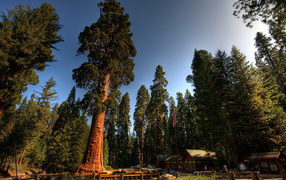 Среди вековых деревьев