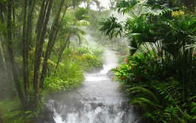 Азиатские джунгли