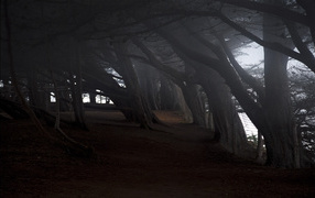 На краю темного леса