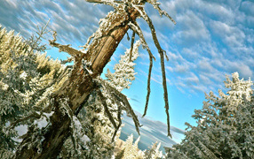 Австрийский лес