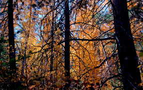 Осенние деревья