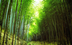 Бамбуковый лес