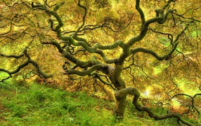 Красивое дерево