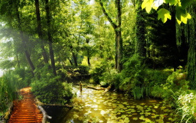 Красота леса