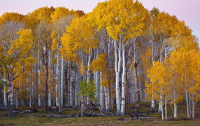 Березовый лес