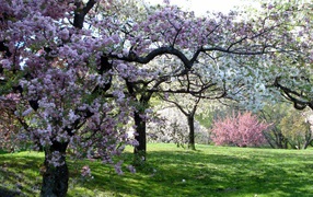 Цветущий сад