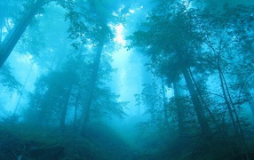 Голубой лес