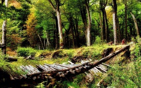 Мостик в лесу