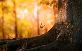 Бабочка около дерева