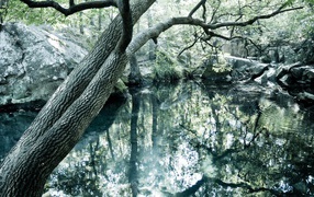 Clear Lake in the woods