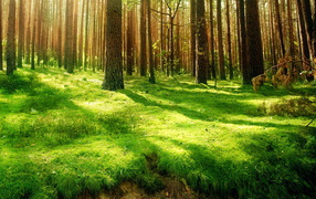 Хвойный лес