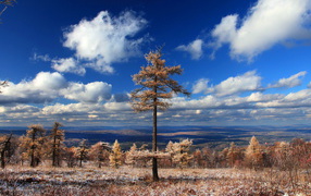 Хвойный лес