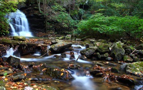 Ручей в чаще леса