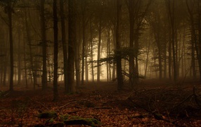 Dark forest
