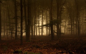 Дремучий лес