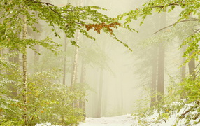 Ранний снег