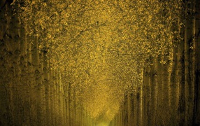 Фантастический лес