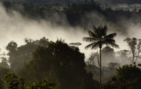 Туман в тропическом лесу