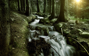 Лесной ручей