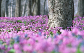 Лес в цветах