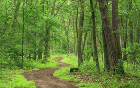 Лесная тропа