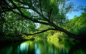 Green Forest River