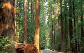 Роща гигантских деревьев