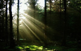 Свет пробивающийся в лесу