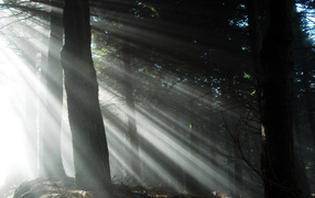 Light through the trees