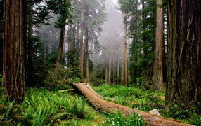 Утро в лесу