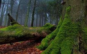 Мох на стволе