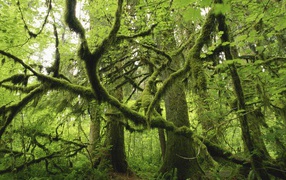 Лес поросший мхом