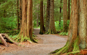 Национальный Лес