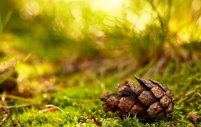 Pinecone in the forest