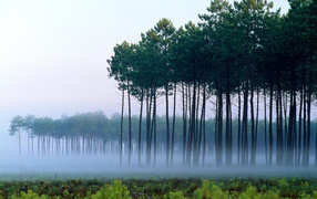 Pines among a fog