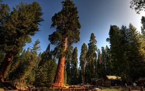 Красный лес